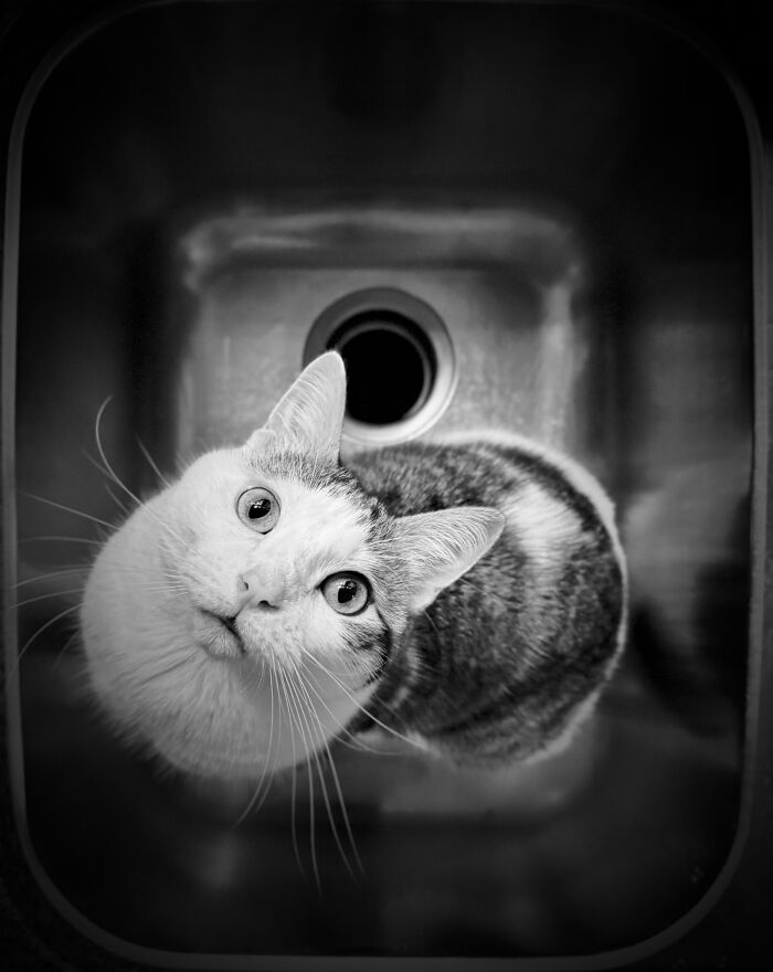 The 2026 International Pet Photography Awards Revealed Their Best Images, And Here Are 77 Of Our Favorites
