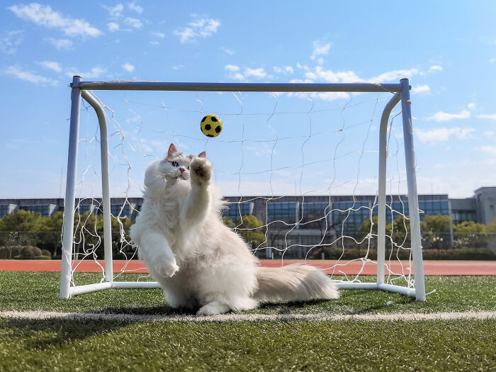 The 2026 International Pet Photography Awards Revealed Their Best Images, And Here Are 77 Of Our Favorites