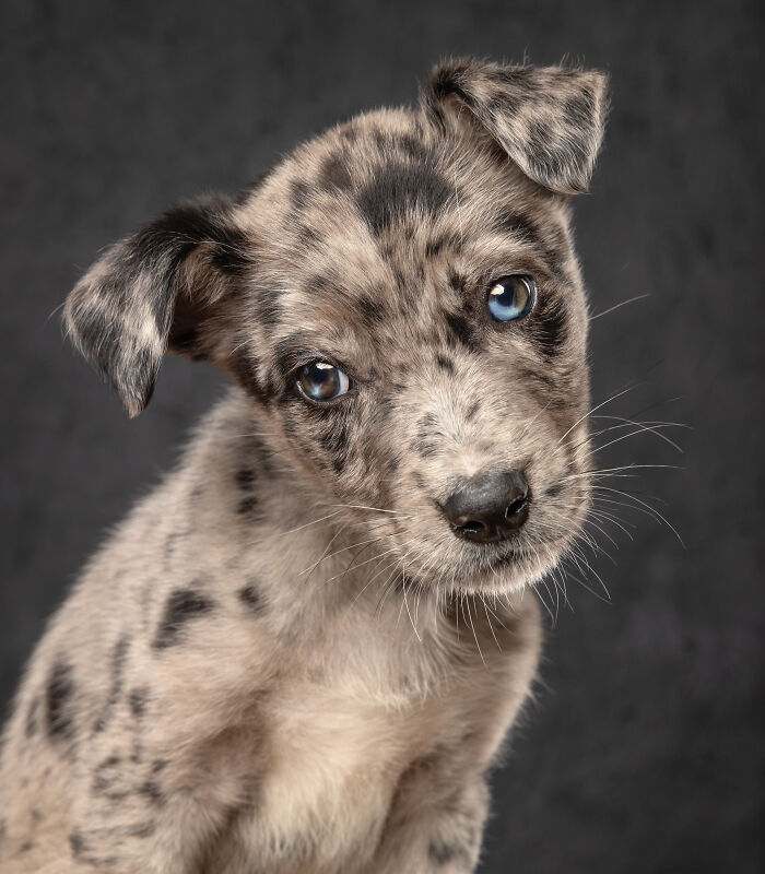 The 2026 International Pet Photography Awards Revealed Their Best Images, And Here Are 77 Of Our Favorites