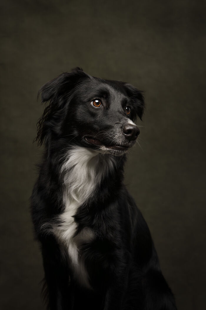 The 2026 International Pet Photography Awards Revealed Their Best Images, And Here Are 77 Of Our Favorites
