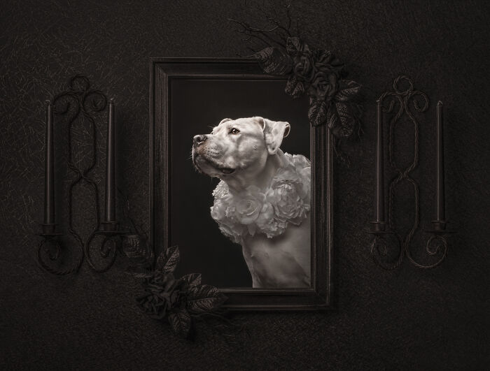 The 2026 International Pet Photography Awards Revealed Their Best Images, And Here Are 77 Of Our Favorites