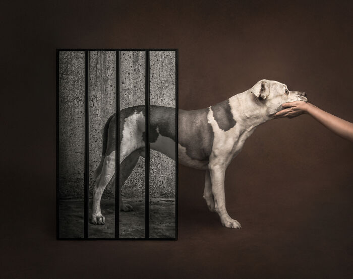 The 2026 International Pet Photography Awards Revealed Their Best Images, And Here Are 77 Of Our Favorites