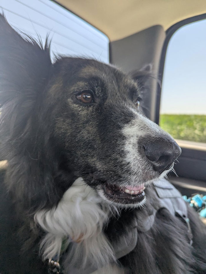 Bride Bans Anxious Sibling’s Service Dog From Wedding, Sibling Decides To Boycott The Event Instead