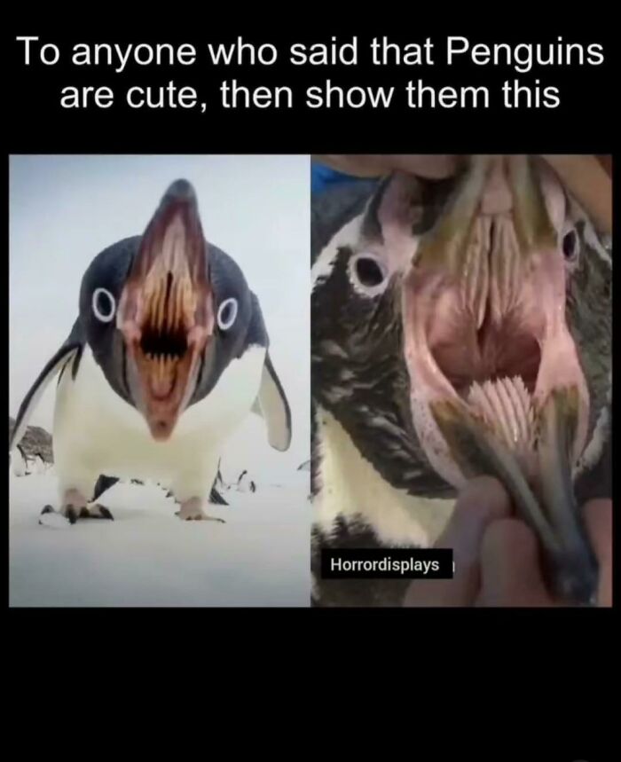 66 &ldquo;Blursed&rdquo; Memes To Make You Laugh, Then Wonder What The Heck Is Wrong With You