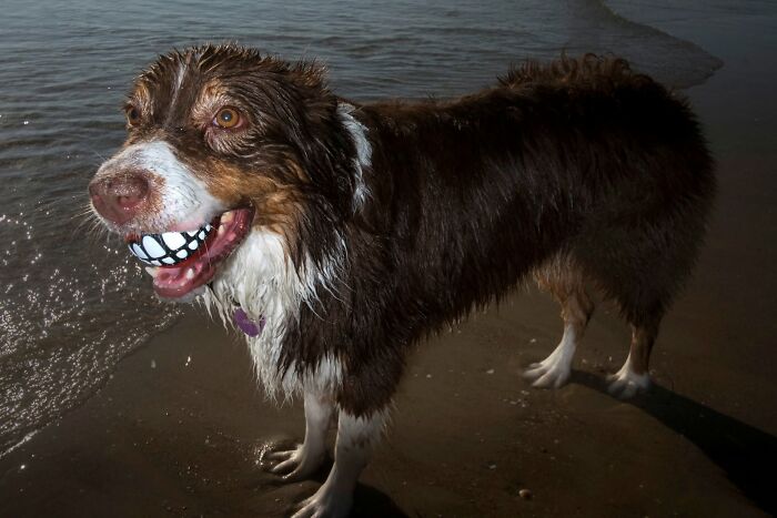 Street Photographer Captured 47 Funny Dog Moments That Happened By Pure Chance