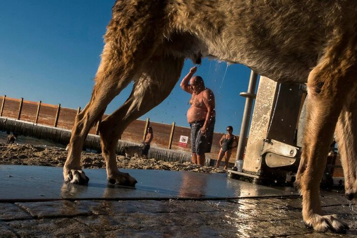 Street Photographer Captured 47 Funny Dog Moments That Happened By Pure Chance