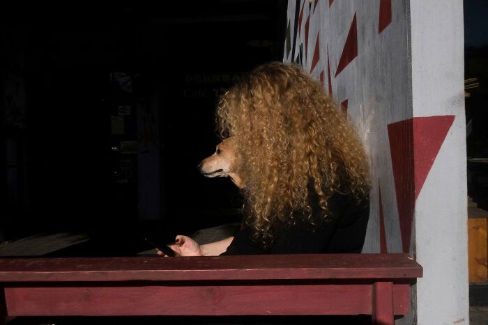 Street Photographer Captured 47 Funny Dog Moments That Happened By Pure Chance