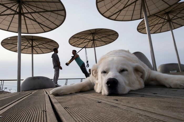 Street Photographer Captured 47 Funny Dog Moments That Happened By Pure Chance