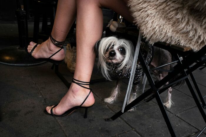 Street Photographer Captured 47 Funny Dog Moments That Happened By Pure Chance