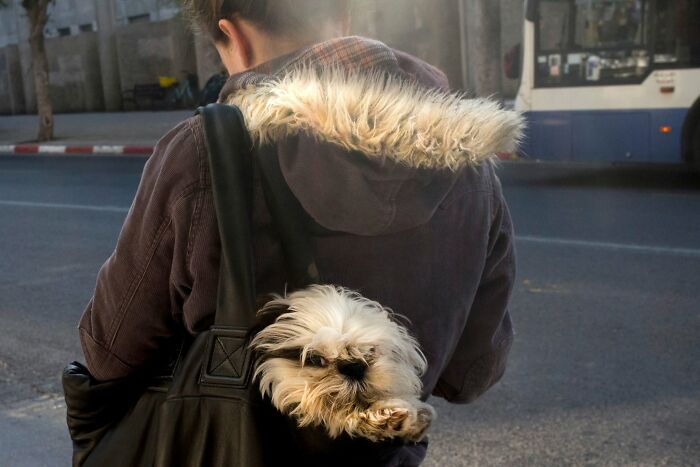 Street Photographer Captured 47 Funny Dog Moments That Happened By Pure Chance