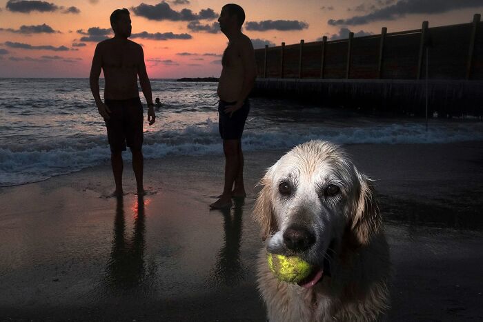 Street Photographer Captured 47 Funny Dog Moments That Happened By Pure Chance