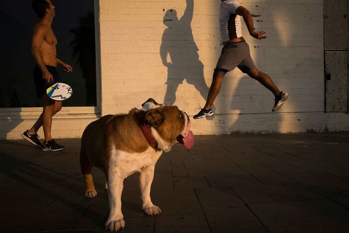 Street Photographer Captured 47 Funny Dog Moments That Happened By Pure Chance