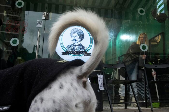 Street Photographer Captured 47 Funny Dog Moments That Happened By Pure Chance