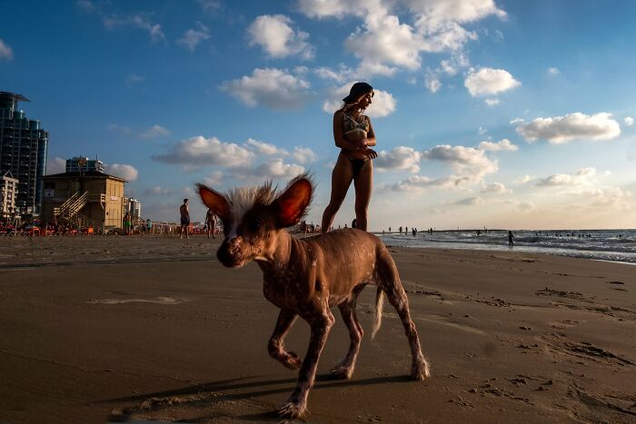 Street Photographer Captured 47 Funny Dog Moments That Happened By Pure Chance