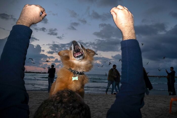 Street Photographer Captured 47 Funny Dog Moments That Happened By Pure Chance