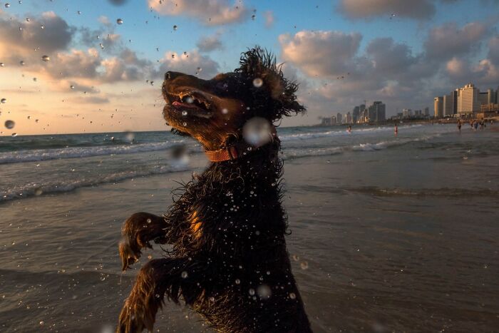 Street Photographer Captured 47 Funny Dog Moments That Happened By Pure Chance