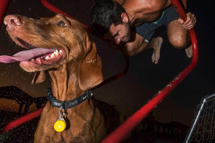 Street Photographer Captured 47 Funny Dog Moments That Happened By Pure Chance