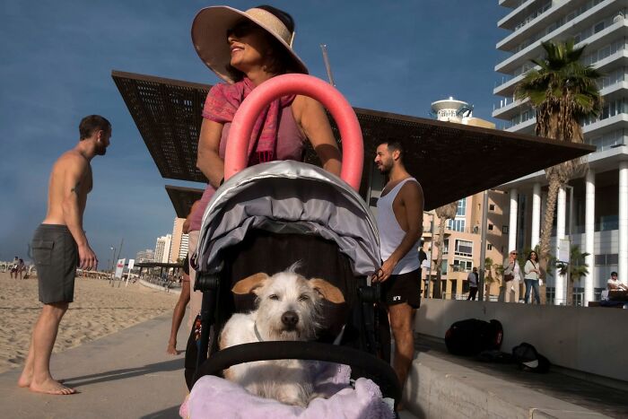 Street Photographer Captured 47 Funny Dog Moments That Happened By Pure Chance