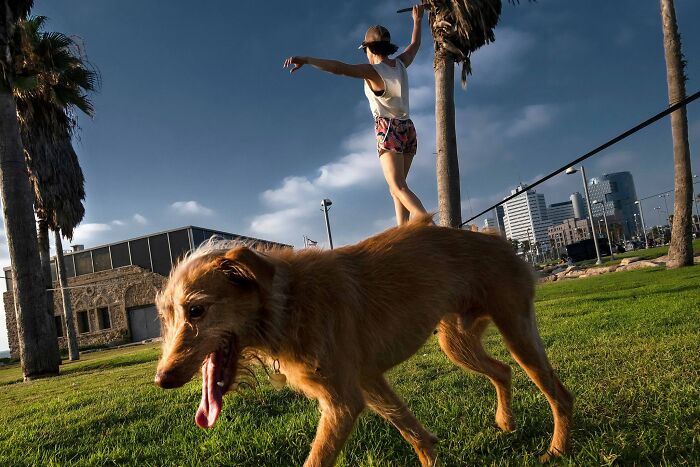 Street Photographer Captured 47 Funny Dog Moments That Happened By Pure Chance