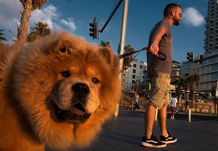 Street Photographer Captured 47 Funny Dog Moments That Happened By Pure Chance