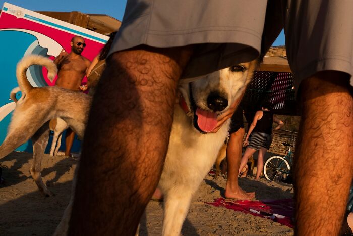 Street Photographer Captured 47 Funny Dog Moments That Happened By Pure Chance