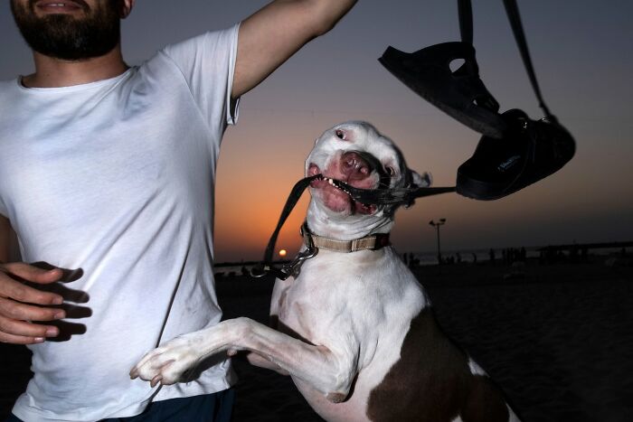Street Photographer Captured 47 Funny Dog Moments That Happened By Pure Chance