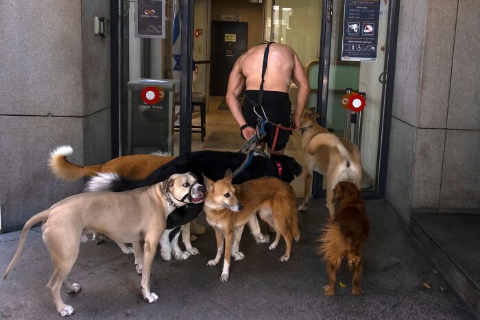 Street Photographer Captured 47 Funny Dog Moments That Happened By Pure Chance