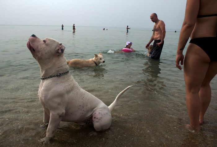 Street Photographer Captured 47 Funny Dog Moments That Happened By Pure Chance