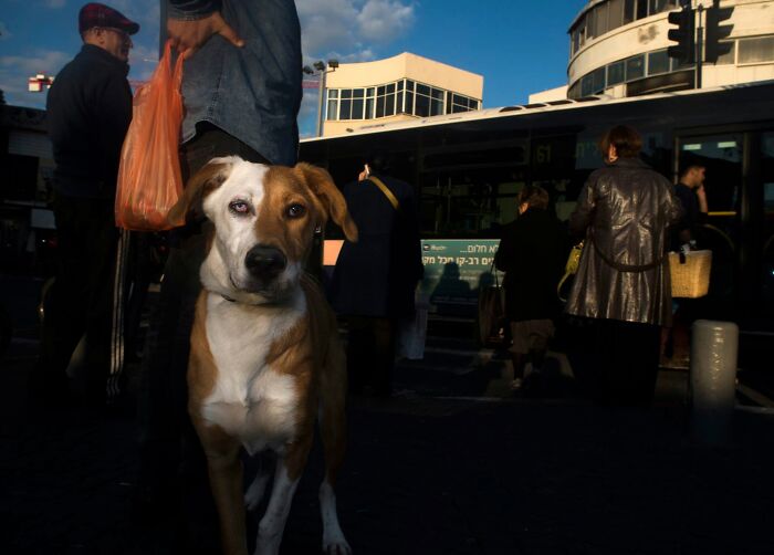 Street Photographer Captured 47 Funny Dog Moments That Happened By Pure Chance
