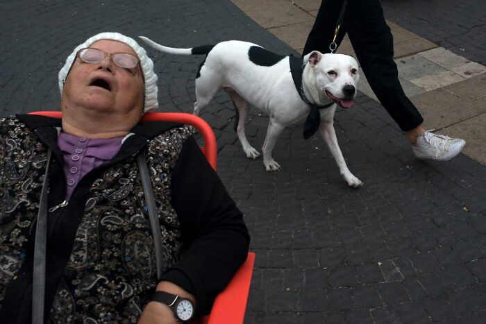 Street Photographer Captured 47 Funny Dog Moments That Happened By Pure Chance