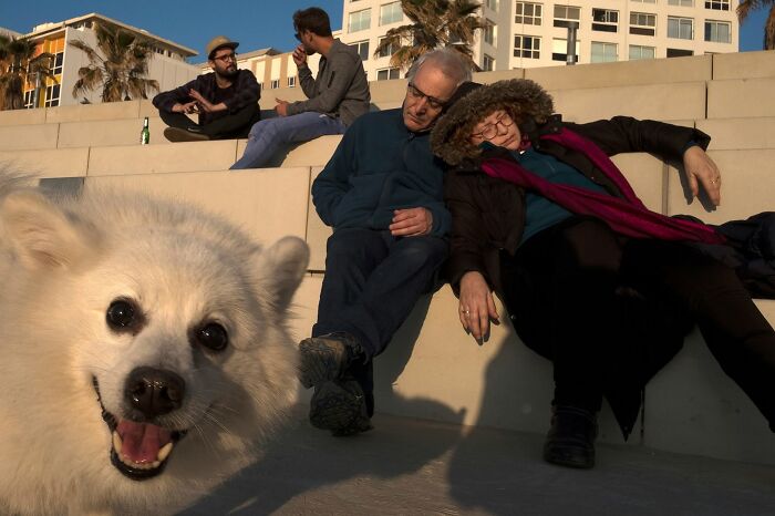 Street Photographer Captured 47 Funny Dog Moments That Happened By Pure Chance
