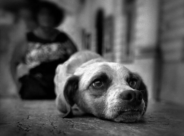 Street Photographer Captured 47 Funny Dog Moments That Happened By Pure Chance