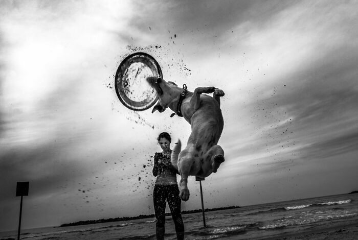 Street Photographer Captured 47 Funny Dog Moments That Happened By Pure Chance