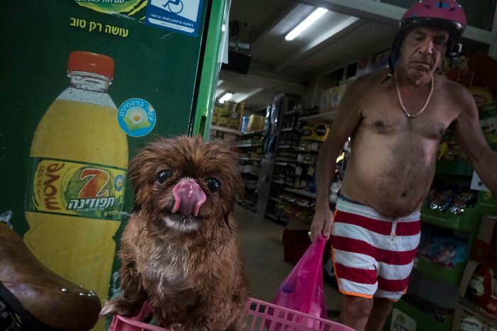 Street Photographer Captured 47 Funny Dog Moments That Happened By Pure Chance