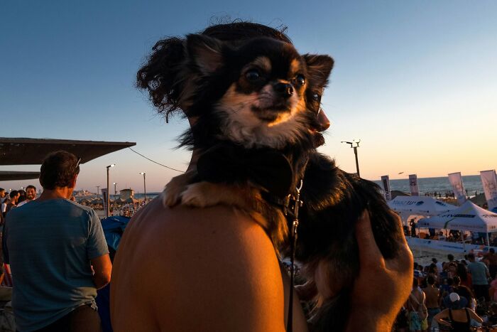 Street Photographer Captured 47 Funny Dog Moments That Happened By Pure Chance