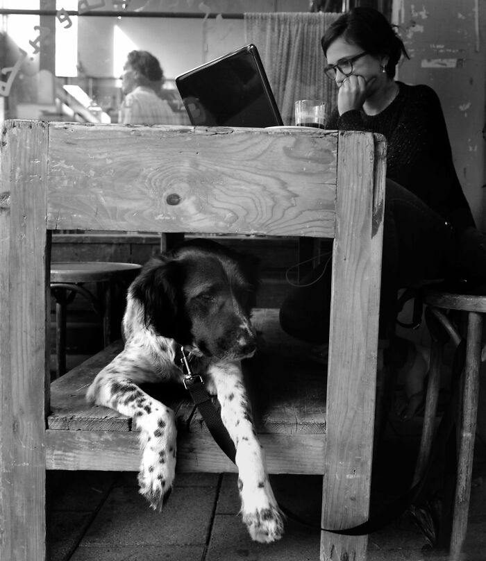 Street Photographer Captured 47 Funny Dog Moments That Happened By Pure Chance