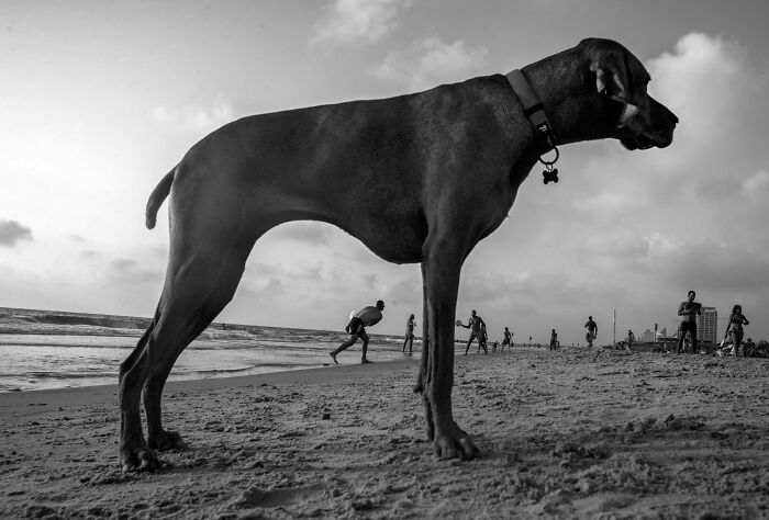 Street Photographer Captured 47 Funny Dog Moments That Happened By Pure Chance