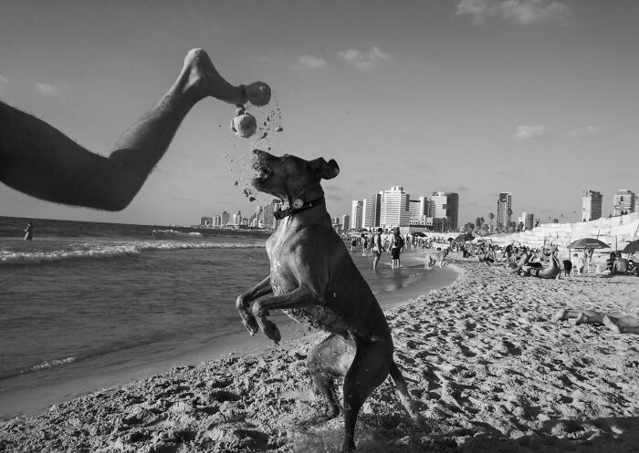 Street Photographer Captured 47 Funny Dog Moments That Happened By Pure Chance