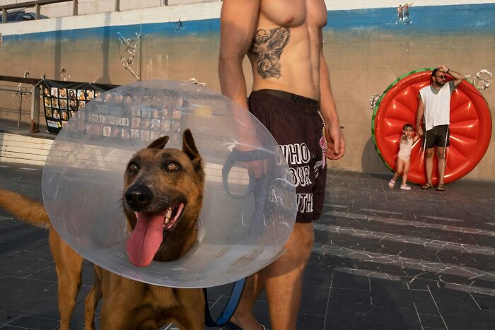 Street Photographer Captured 47 Funny Dog Moments That Happened By Pure Chance