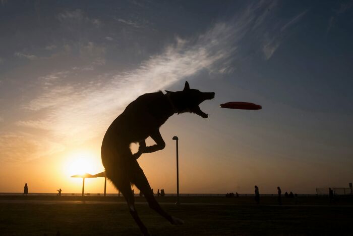 Street Photographer Captured 47 Funny Dog Moments That Happened By Pure Chance