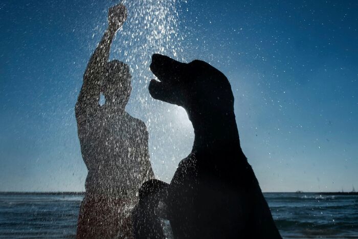 Street Photographer Captured 47 Funny Dog Moments That Happened By Pure Chance