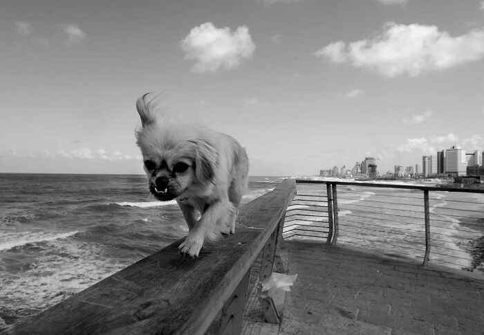 Street Photographer Captured 47 Funny Dog Moments That Happened By Pure Chance
