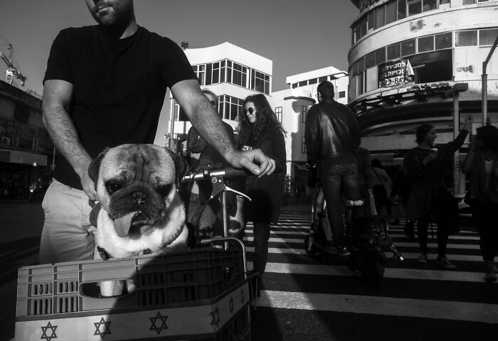 Street Photographer Captured 47 Funny Dog Moments That Happened By Pure Chance