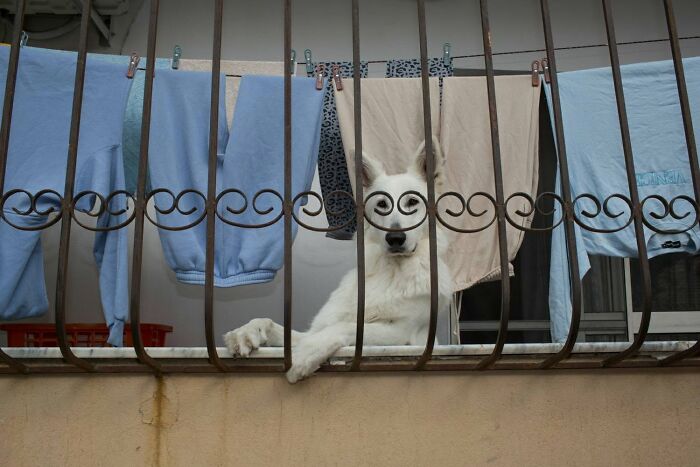 31 Serendipitous Moments Captured In Everyday Life By This Street Photographer (New Pics)