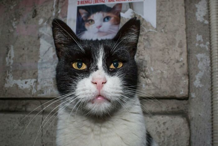 31 Serendipitous Moments Captured In Everyday Life By This Street Photographer (New Pics)
