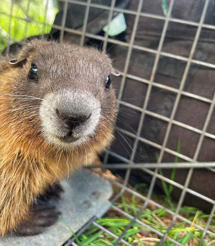 Professor Speaks Out After Turning To Adult Content Platform To Fund Marmot Studies, Going Viral Professor Speaks Out After Turning To Adult Content Platform To Fund Marmot Studies, Going Viral