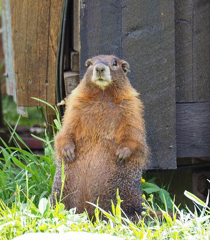 Professor Speaks Out After Turning To Adult Content Platform To Fund Marmot Studies, Going Viral Professor Speaks Out After Turning To Adult Content Platform To Fund Marmot Studies, Going Viral