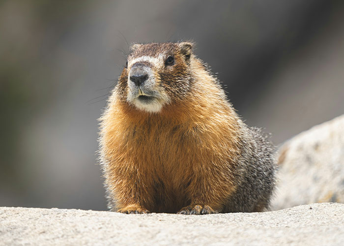Professor Speaks Out After Turning To Adult Content Platform To Fund Marmot Studies, Going Viral Professor Speaks Out After Turning To Adult Content Platform To Fund Marmot Studies, Going Viral