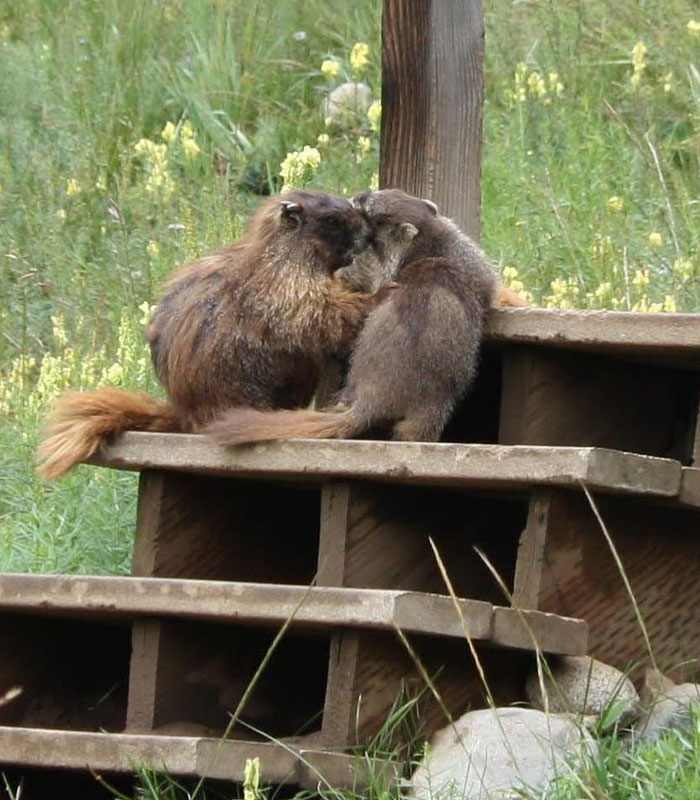 Professor Speaks Out After Turning To Adult Content Platform To Fund Marmot Studies, Going Viral Professor Speaks Out After Turning To Adult Content Platform To Fund Marmot Studies, Going Viral
