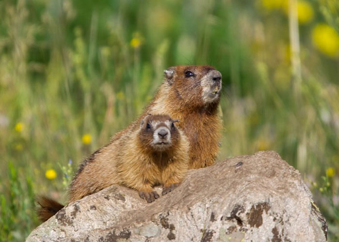 Professor Speaks Out After Turning To Adult Content Platform To Fund Marmot Studies, Going Viral Professor Speaks Out After Turning To Adult Content Platform To Fund Marmot Studies, Going Viral